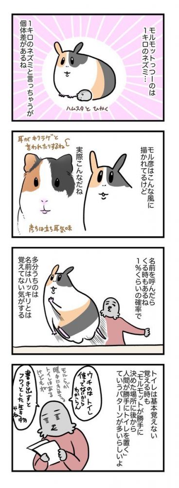 結構でっけぇ声で鳴く くびれは一切ない モルモットの魅力や特徴をわかりやすく伝える漫画がかわいい トゥギャッチ