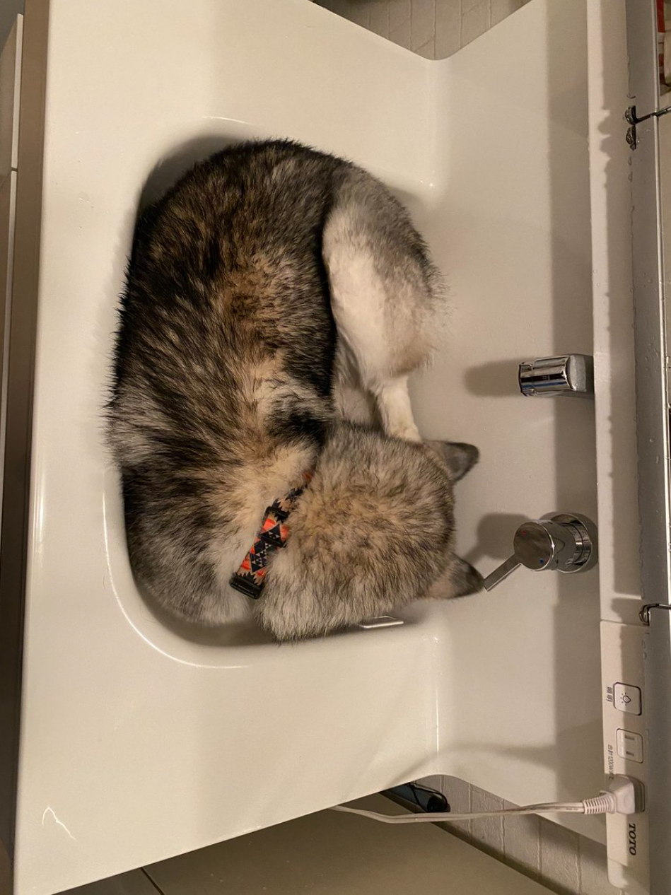 まだ とばかりに飼い主を待ってるハスキー犬のポーズが貫禄ありすぎて謝りそうになってしまった 2ページ目 Togetter