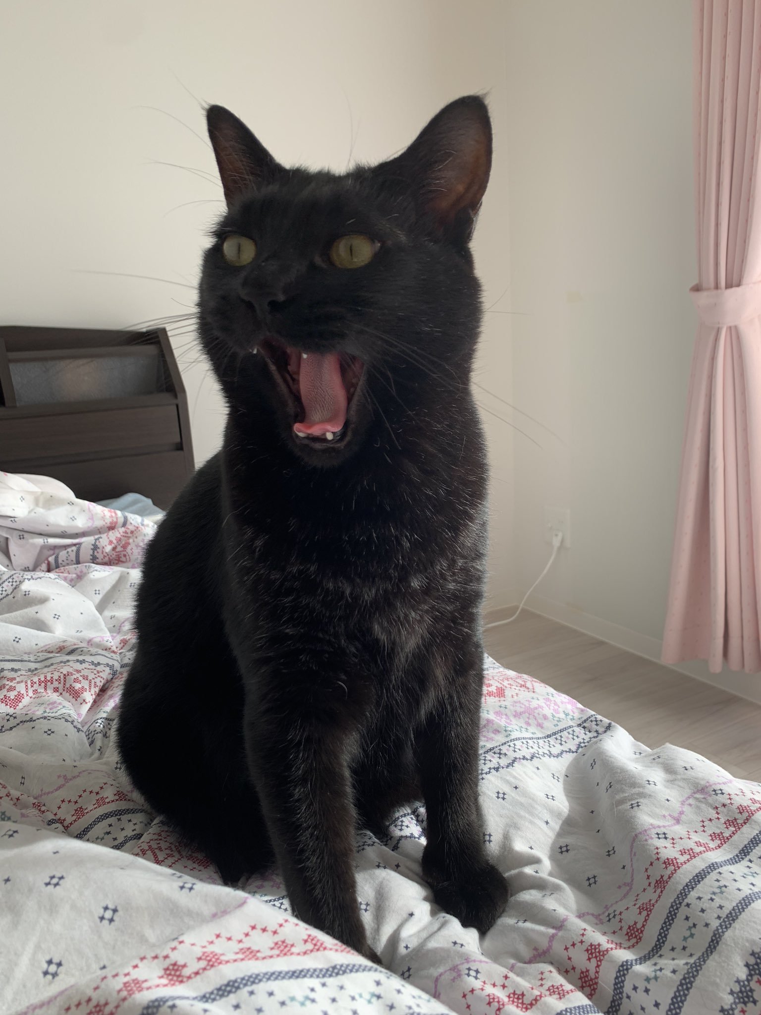 待って気づかないよ 思わず声に出そうになった飼い猫の行動に共感の声多数 Togetter