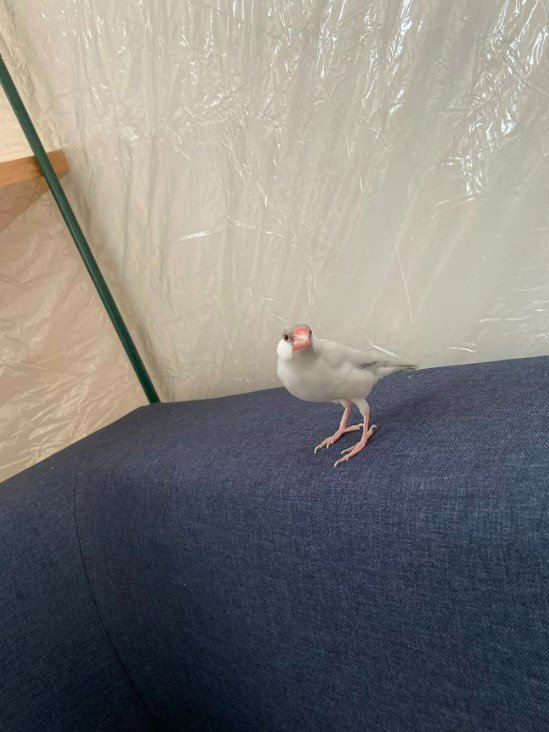 文鳥温室