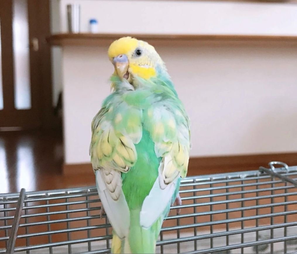劇的ビフォーアフター！同じ鳥とは思えない色に変化したセキセイインコさんに驚き - Togetter [トゥギャッター]